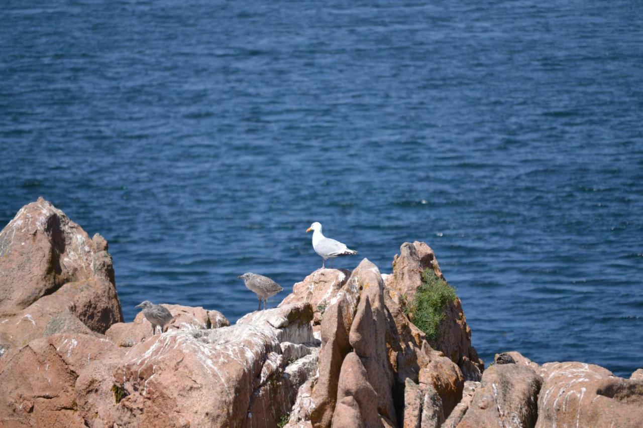 Gite De La Marina Dans La Presqu'Ile De Lézardrieux Buitenkant foto